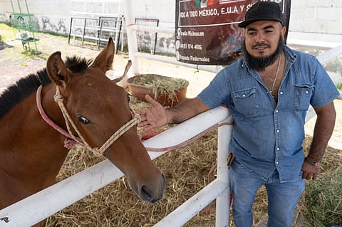 Yeguada Pedernales: una pasión por los caballos hecha proyecto de vida