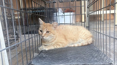 Capturan y esterilizan 12 gatos en el Panteón Municipal de Morelia; rescatan cachorros para adopción