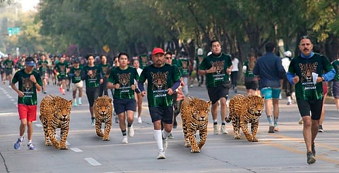 Lo recaudado apoyará acciones de conservación del jaguar