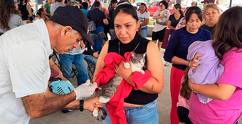 Aplican 500 vacunas antirrábicas en jornada de bienestar animal en Uruapan