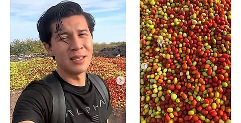 En Sonora tiran toneladas de jitomate mientras en otros estados el precio sube