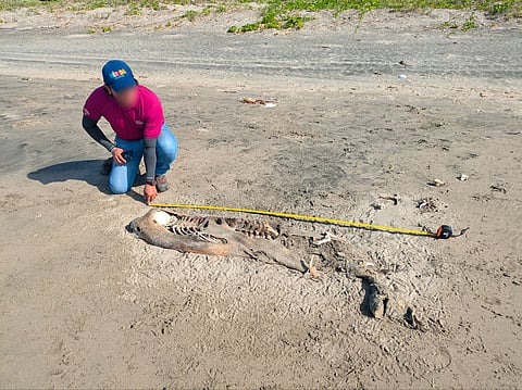 Hallan dos delfines muertos en playas de Tabasco; Profepa investiga causas