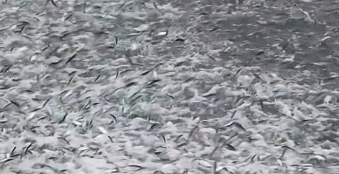 Captan inusual llegada de sardinas a bahía de Puerto Escondido