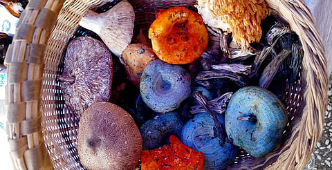 Morelia alista el Fungi Fest 2026 con acceso gratuito y ambiente pet friendly