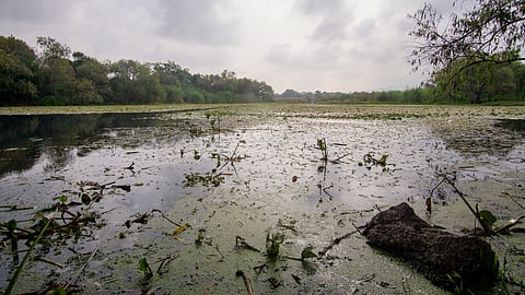 “La autoridad brilla por su ausencia”; ambientalistas denuncian violencia por defensa del agua y los bosques