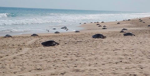 Más de 11 mil tortugas golfinas llegan a playas mexicanas