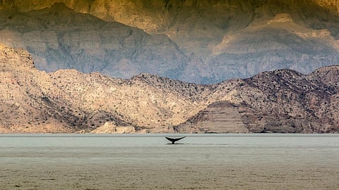 Parque Marino de Loreto queda a salvo tras cancelación del Puerto de Altura