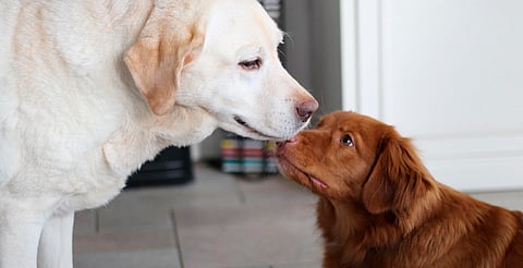 ¿Tu perro está estresado? Estos son los síntomas más comunes