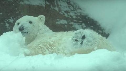 Los ejemplares aprovecharon que el zoo cerró debido al mal clima (Foto: YouTube)