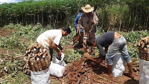 En 107 hectáreas de este cultivo se producen casi 3 mil 500 toneladas