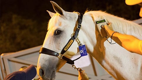 Vendrán en establos individuales, acompañados de veterinarios y suficiente comida (Foto: www.rio2016.com)