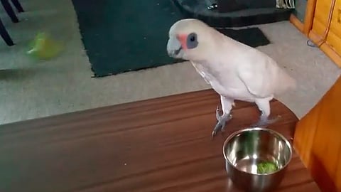 Video: Loro odia el brócoli tanto como los niños