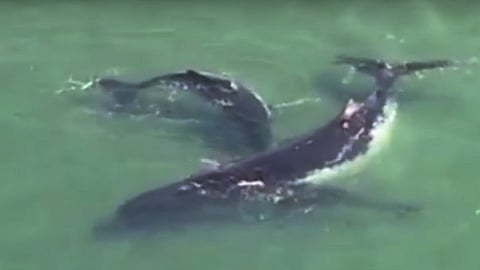 Como pudo, la cría empujó a la enorme ballena jorobada (Foto: YouTube)