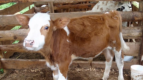 Imagen: @FotoAgro