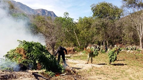 Militares queman cerca de 20 mil plantas de marihuana en Michoacán
