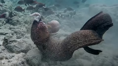 Video: Épica pelea entre una morena y un pulpo con un final inesperado