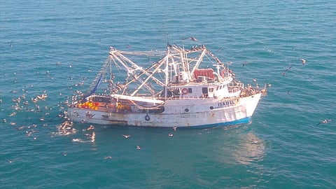 Elementos de la Semar a bordo de una embarcación interceptaron al buque “Isabel” por realizar esta pesca ilegal