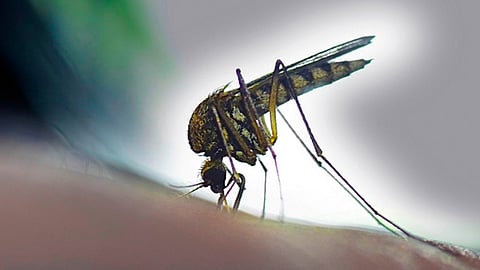 No bajes la guardia, el invierno no frena el dengue: SSM