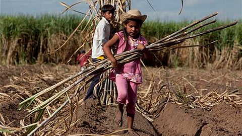 La mayoría de los menores trabajan en el rubro agropecuario, en el comercio y servicios