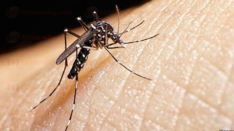 Morelia registra 22 casos de dengue en el último mes