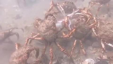 Video: Grupo de cangrejos araña gigantes descuartizan a un pulpo ¡Impactante!