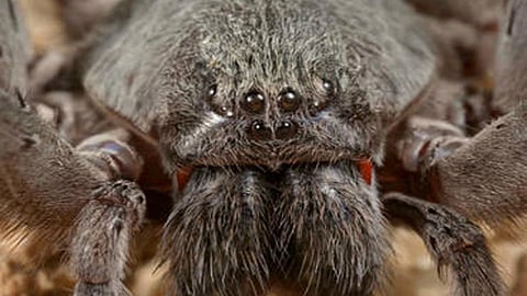 El arácnido fue encontrado en una cueva de Baja California (Foto: www.sdnhm.org )