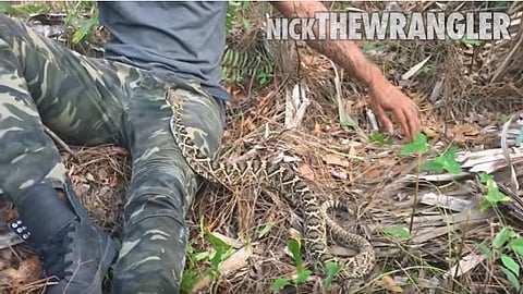 Video: Un joven arriesga su vida frente a una serpiente de cascabel