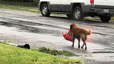 Se llama Otis y es un perro de asistencia (Foto: FB/tiele.dockens)