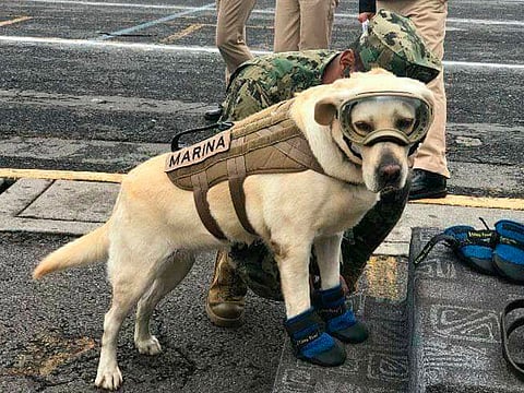 ¿Por qué se les llama Binomio canino?