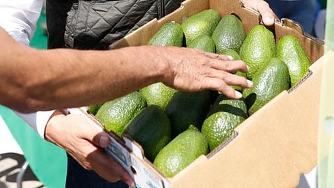 Suspendió EU exportación de aguacate michoacano tras retención de dos inspectores en bloqueo de la GC