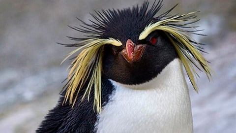 (Foto: @EdinburghZoo)