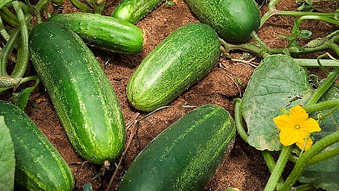 Michoacán se encuentra sólo por debajo de los estados de Sinaloa y Sonora quienes encabezan la producción en el país (Foto: Cortesía)