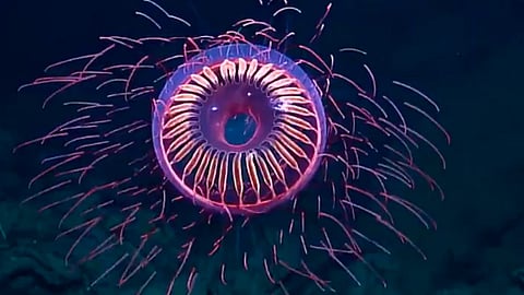 Algunos especialistas culpan al submarino de dichos colores ya que dicen, la medusa no emite luz ni colores (Foto: Captura)