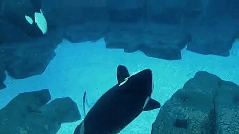 Conoce a Wikie, la orca que habla