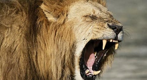 Los leones únicamente dejaron la cabeza del cazador, así como algunos trozos de carne de la víctima, quien al parecer se encontraba en la reserva para cazar de forma ilegal a los felinos (Foto: nationalgeographic.com.es)