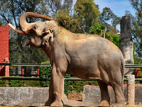 Parque Zoológico “Benito Juárez” remodela albergues de sus ejemplares