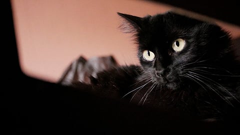 Los gatos negros no dan mala suerte, la mala suerte es que tu creas eso (Foto: Fernando Martínez)