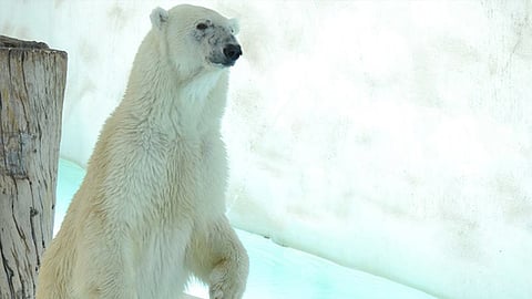 El cuerpo de Yupik se mantiene en resguardo a temperaturas bajo cero, y según el director del parque, puede mantenerse así por más de un año sin sufrir afectaciones (Foto: Archivo)