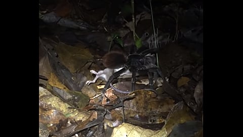 Este tipo de arácnidos abundan en los sitios tropicales de Perú, pero es la primera vez que logra registrase un hecho así (Fotograma YouTube)