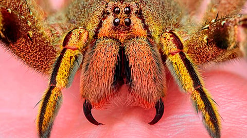 (Foto: anipedia.net)