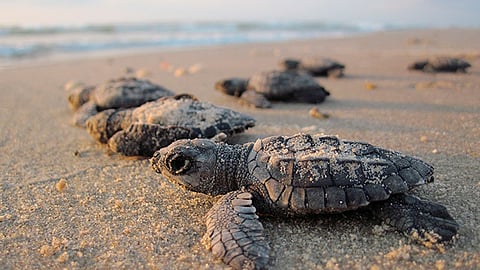 Se tuvo una producción de 695 mil 845 crías de tortuga marina (Foto: pixabay.com)