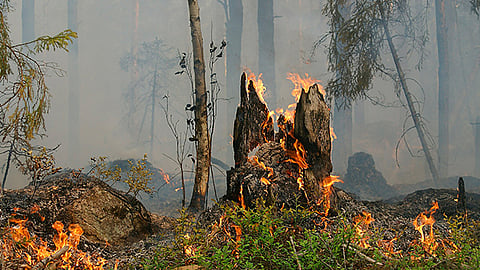El incremento en el número de incendios, mayormente provocados por el cambio de uso de suelo y tala ilegal (Foto: pixabay.com)