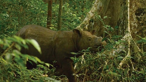 El animal fue capturado por un equipo de vida silvestre en agosto de 2008 (Foto: @RhinosIRF)