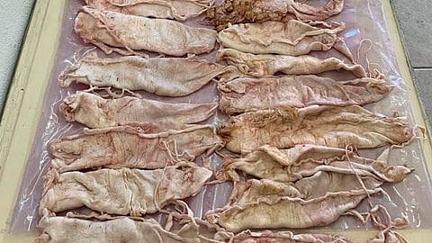 La totoaba tiene especial valor en China (Foto: FGR)