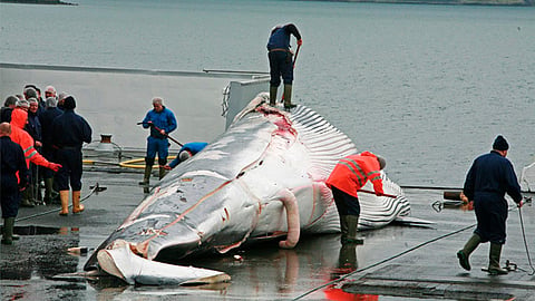 Japón se retiró el pasado diciembre de la Comisión Ballenera Internacional que protege a las ballenas (Foto: Greenpeace)