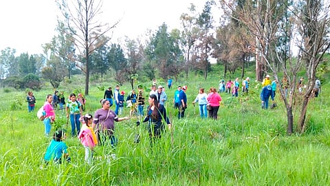 La actividad de reforestación ayuda a
no tener mayores contingencias causadas por desastres naturales o en su caso aminorarlas
(Foto: Cortesía)