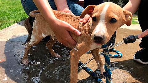 El objetivo del CAA es concientizar a la ciudadanía de la importancia de la esterilización para evitar la sobrepoblación de perros y gatos (Foto: Cortesía)
