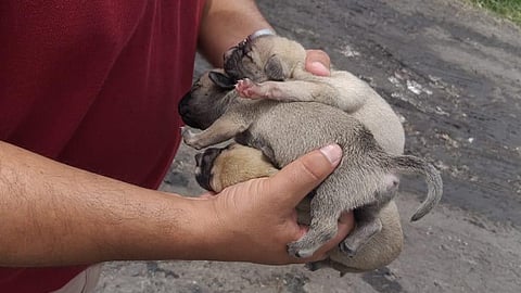 Los animales se encontraban en estado deplorable (Foto: Especial)