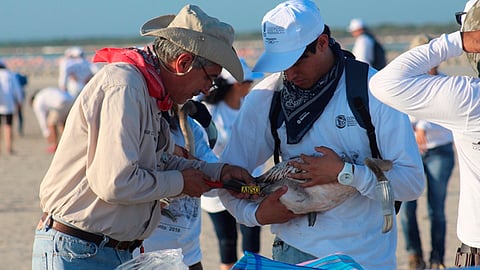 Los veterinarios se dedican a la preservación y cuidado de diversas especies en el ámbito público (Foto: gob.mx)