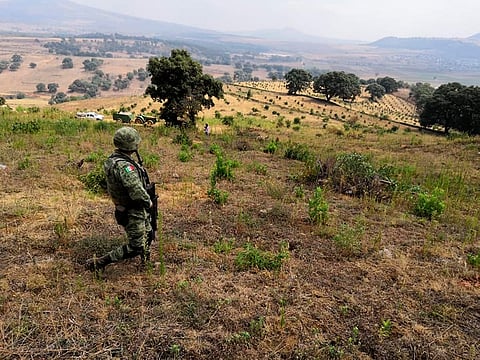 Michoacán protegerá 110 mil hectáreas para salvaguardar recursos naturales en zona aguacatera